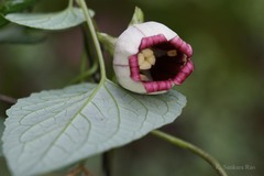 Codonopsis viridis